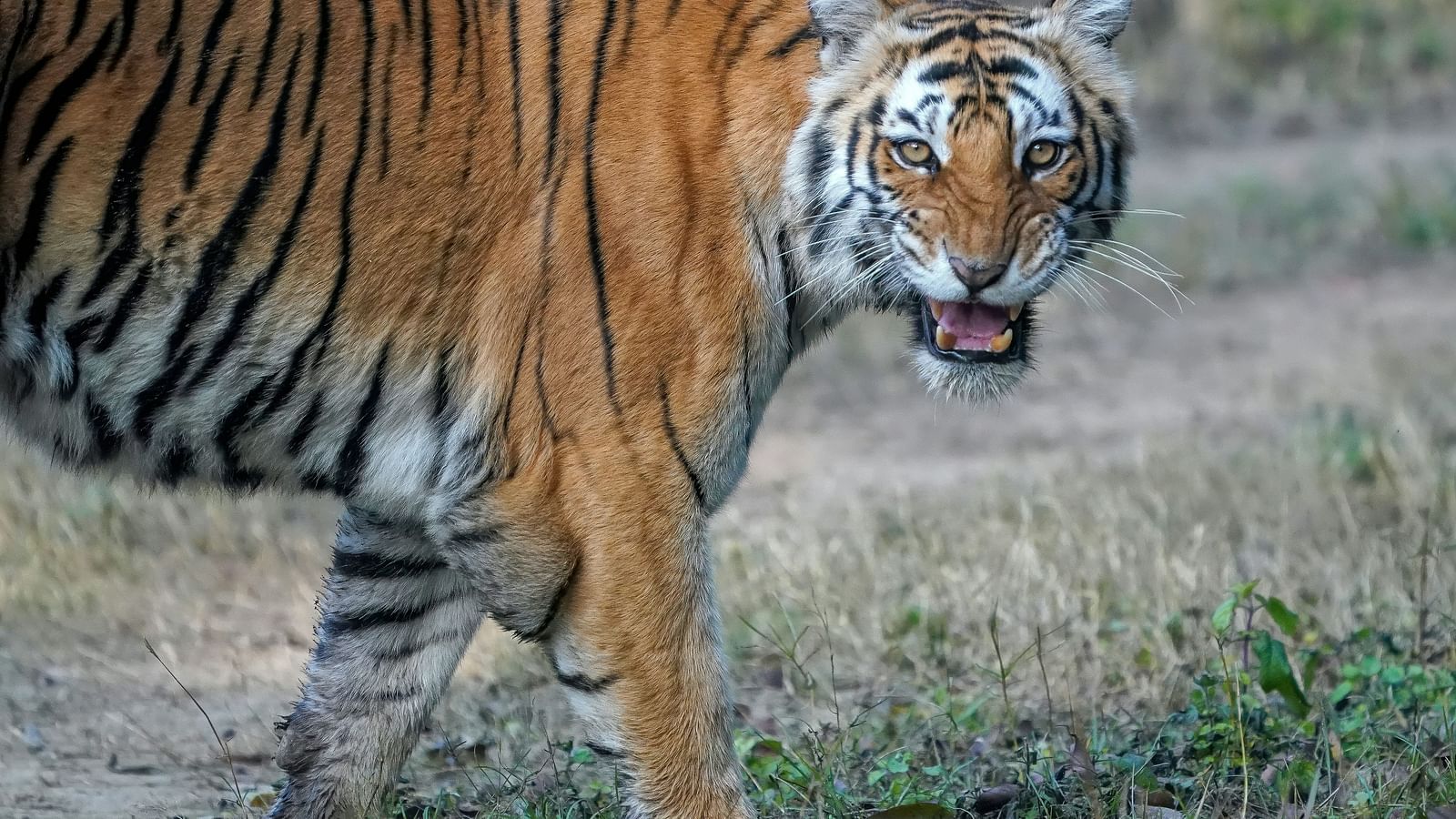 tiger looking at the camera 