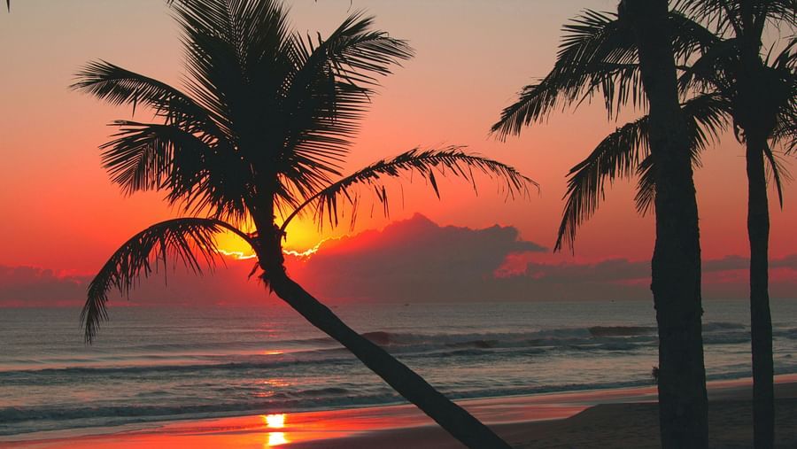 Silhouetted Palm Trees on the Beach at Sunset