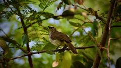 white-browed bulbul on a branch
