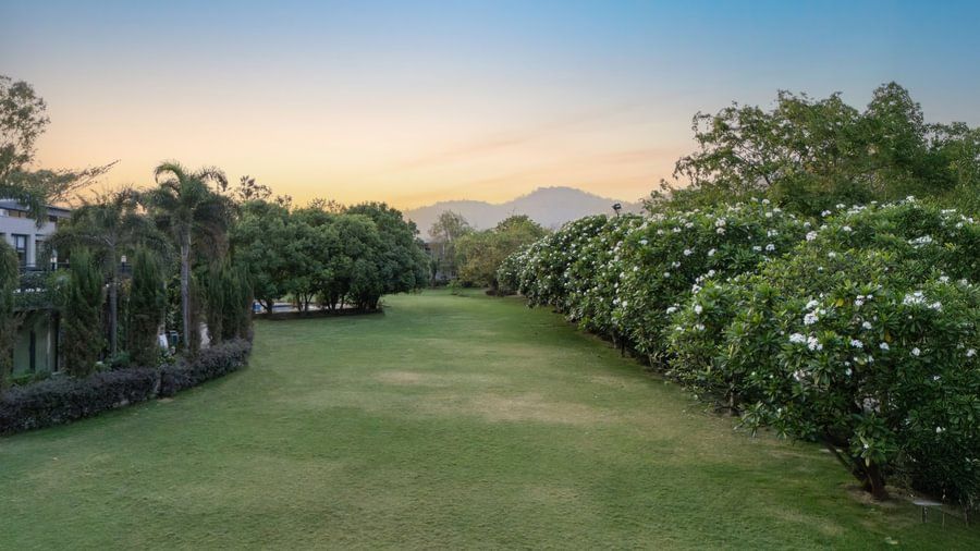 Plumeria Lawn