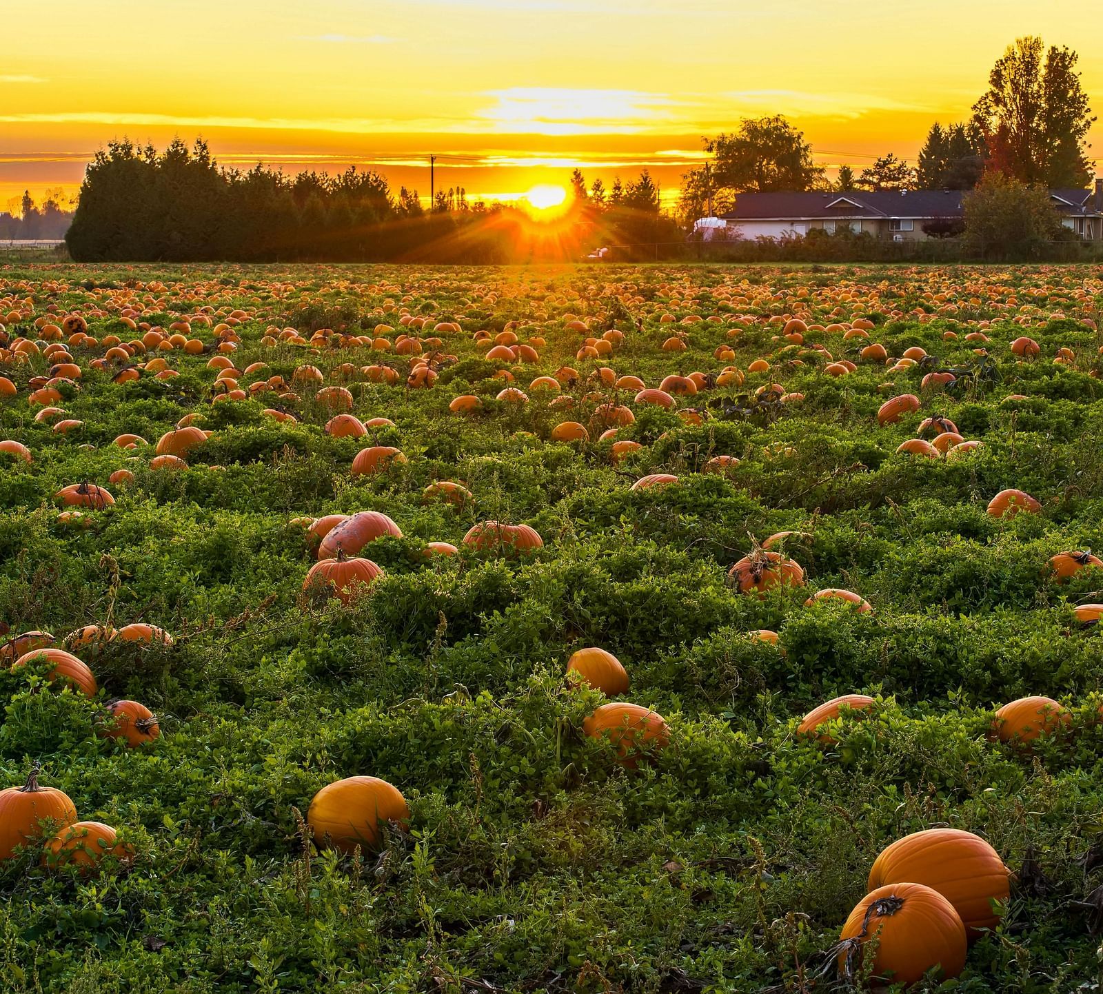 An image of a field where several pumpkins are placed and at the horizon the sun is setting