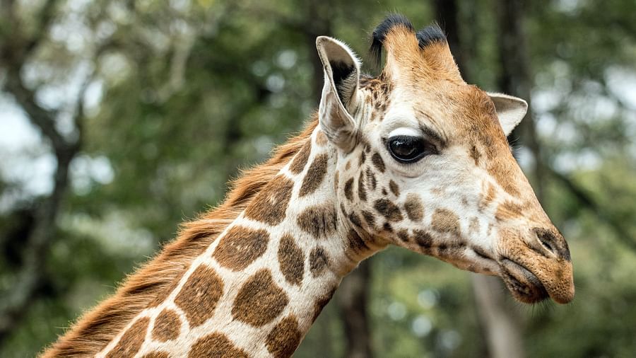 a giraffe