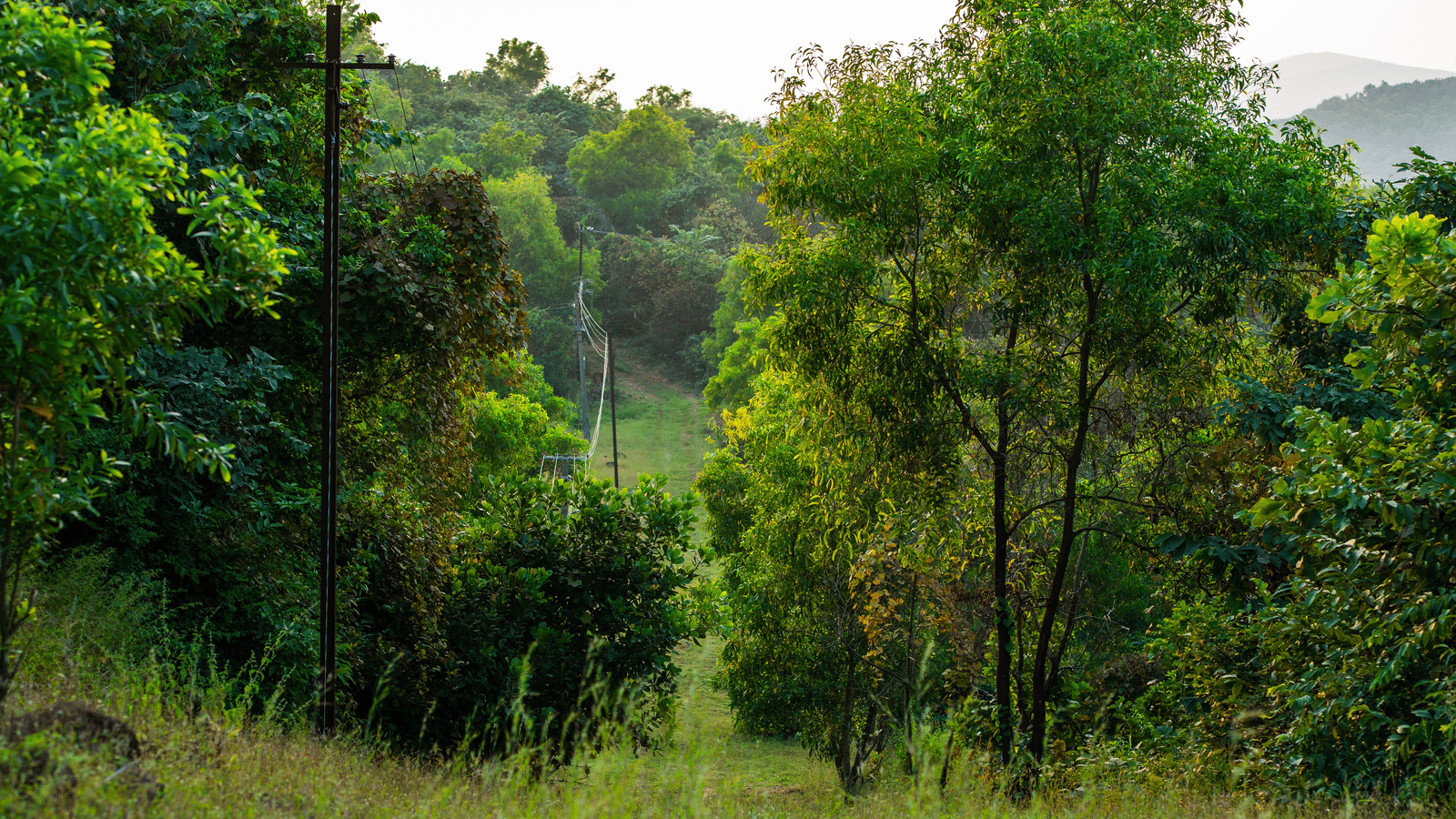 An open grassy area with uneven ground, scattered medium-height trees, and low hills visible behind the trees, with a lightly clouded sky.