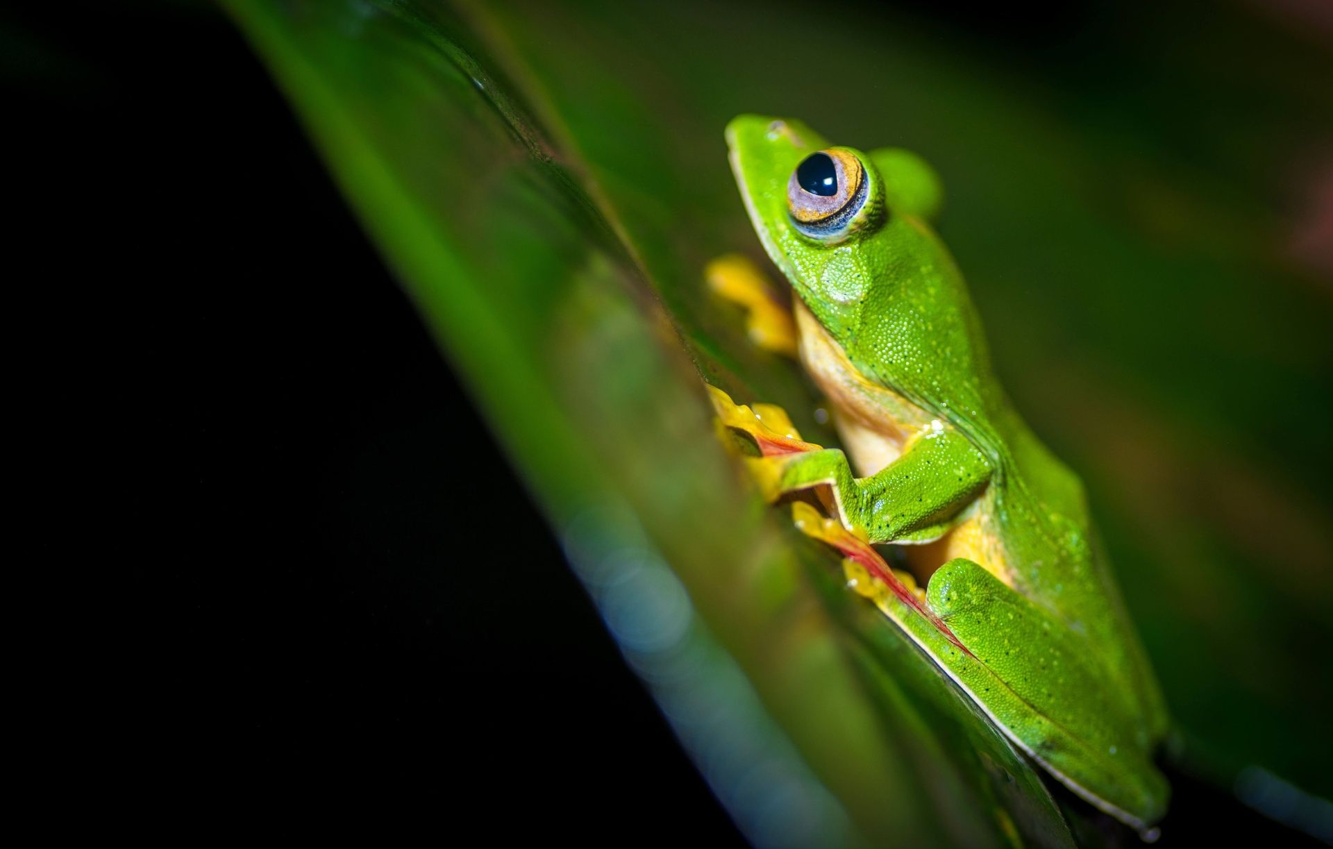 Malabar gliding frog with yellow and red accents.
