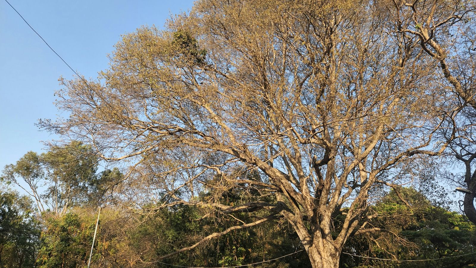 An overview of a tree in Basavanagudi in Bangalore with blue sky in the background