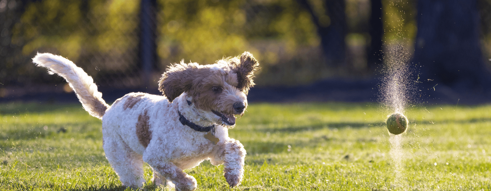 A curly-haired dog running enthusiastically across a sunny grassy park toward a tennis ball bouncing on the ground.