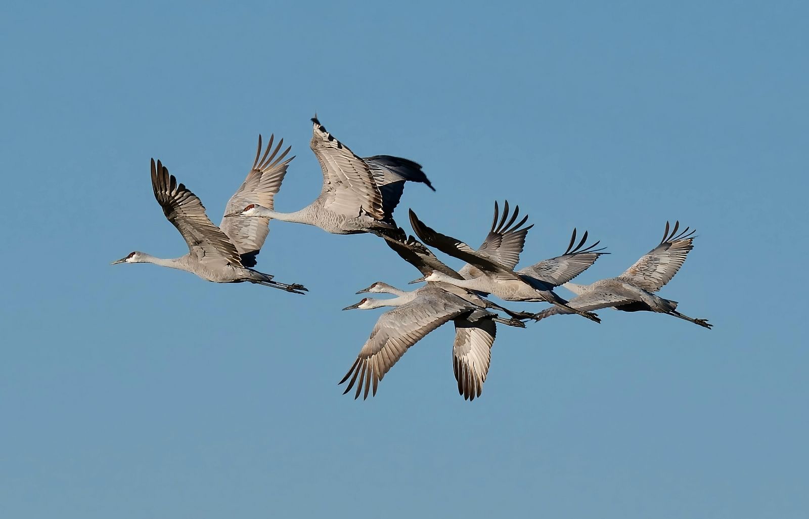A flock of birds flying in the sky during the day.