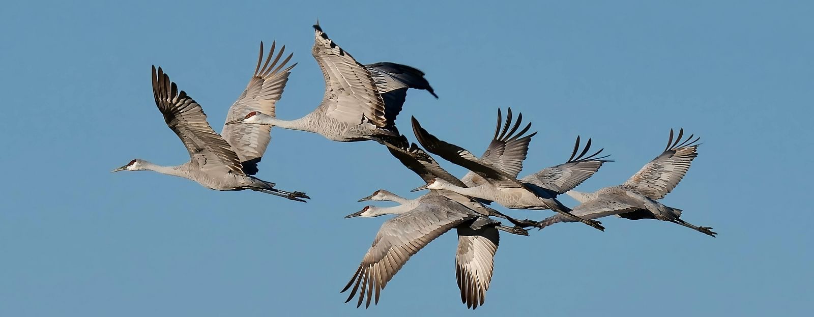A flock of birds flying in the sky during the day.