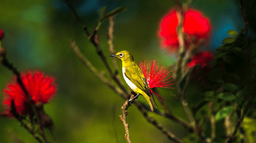 Colourful bird sitting on a twig with red flowers