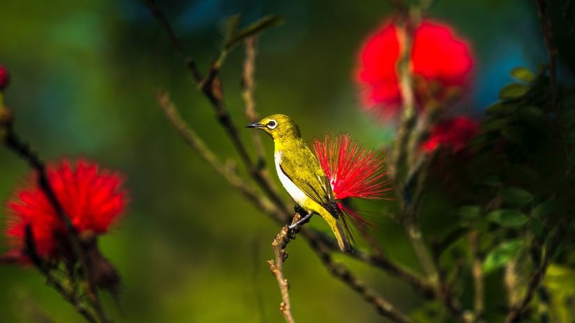 Colourful bird sitting on a twig with red flowers
