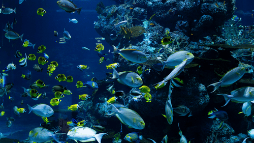 Numerous fish of various sizes swim amidst vibrant coral and rock formations in an underwater scene.