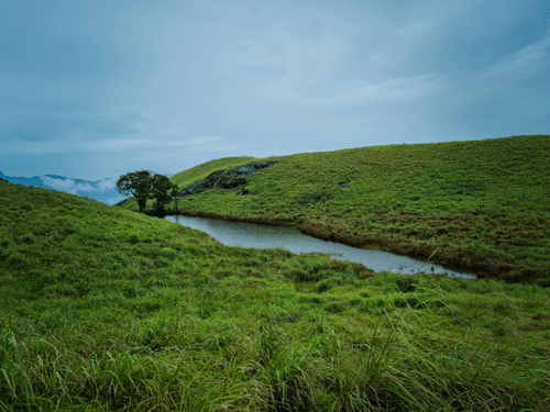 A view of two green lands separated by a flowing waterbody with a small tree near the edge and hills in the background. Chembra Peak is one of the best Wayanad trekking spots to visit.
