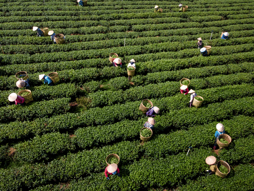 Aerial view of workers in conical hats picking tea leaves across a vast, lush green plantation with neat, curved rows.