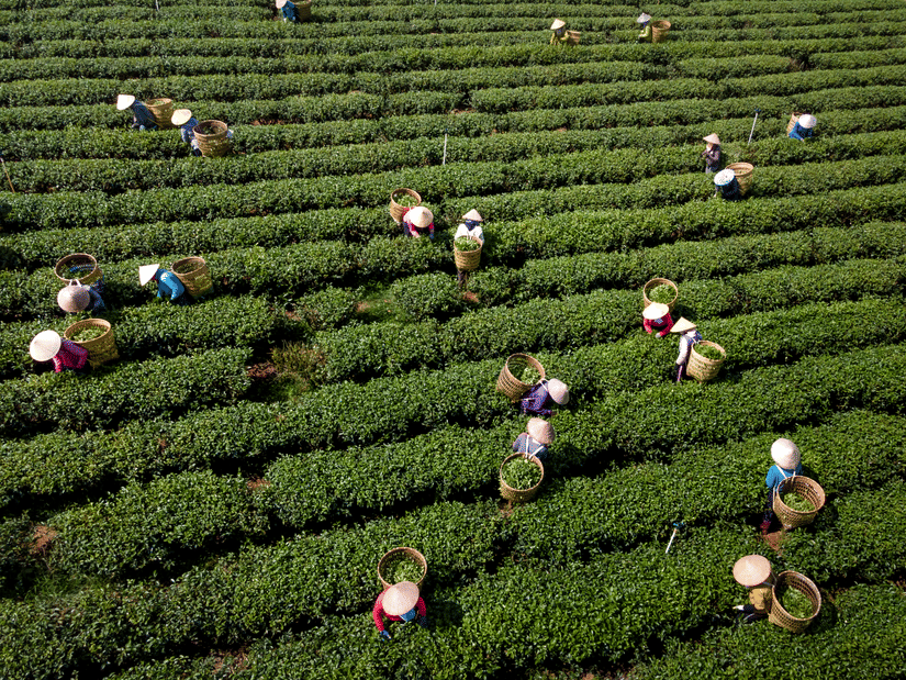 Aerial view of workers in conical hats picking tea leaves across a vast, lush green plantation with neat, curved rows.