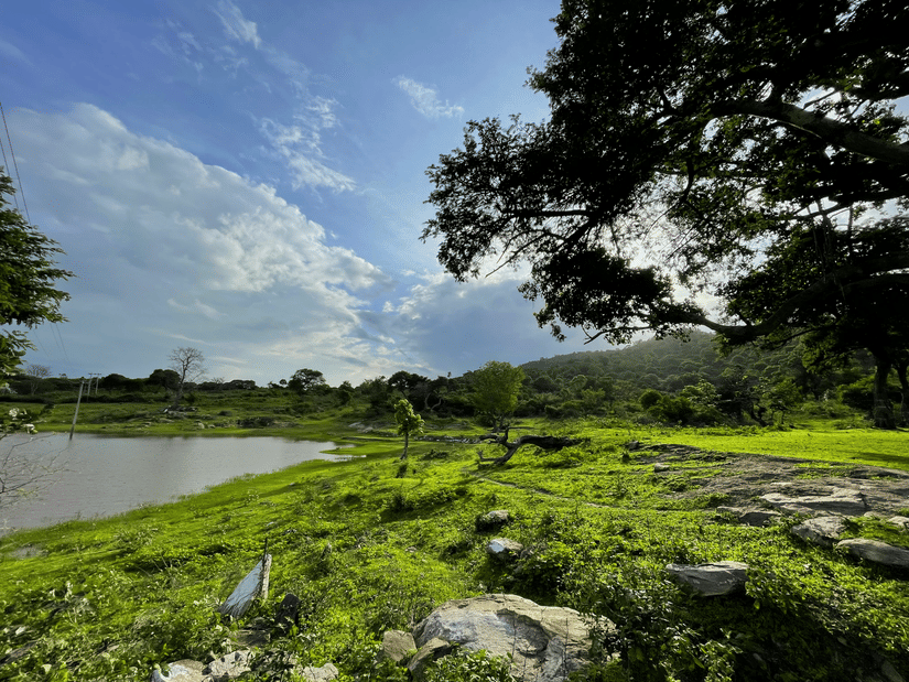 An overview of a lake in Bandipur, one of the best romantic getaways near Bangalore, with greenery all around and forest cover in the background.