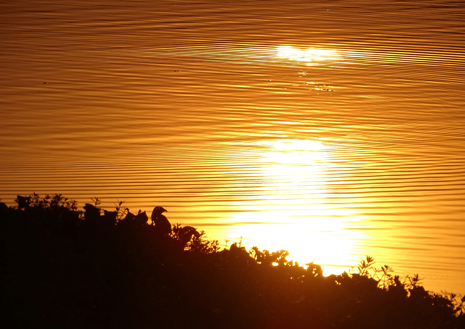 An overview of Pashan Lake with the sun's reflection shining bright on the water.
