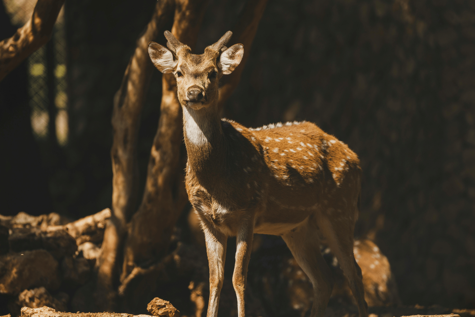 A spotted deer standing in a clearing with a dark forest in the backdrop.