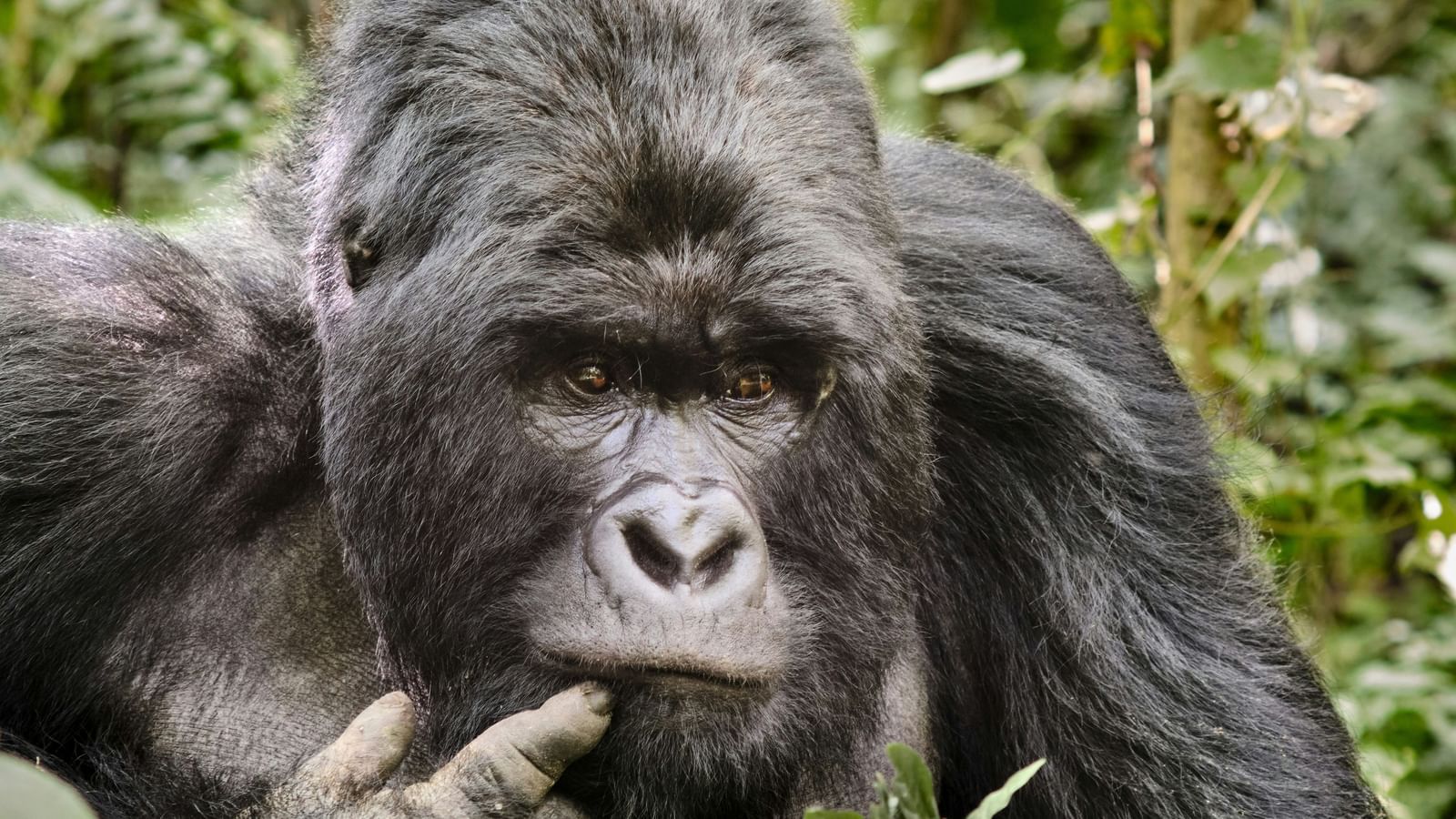 A close up of a gorilla with a finger on its mouth and greenery in the background.