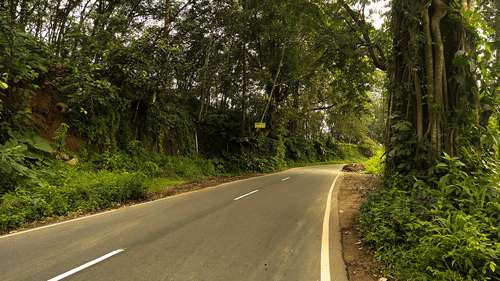 A close up of a single lane highway in Kerala that surrounded by trees and shrubs. - Madurai to Thekkady