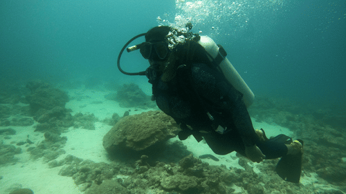 A person scuba diving with reef in the background