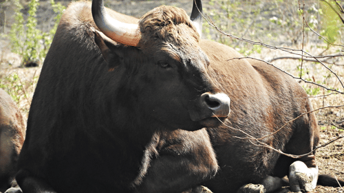 an indian bison sitting on the dry grass with small boulders in the background