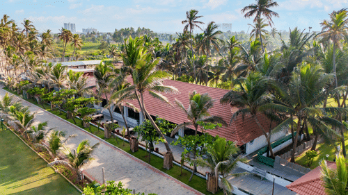 Aerial view showing the roof and surrounding palm trees of Song of the Sea Restaurant. 