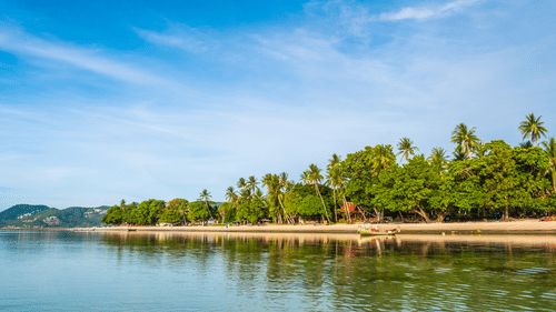 A river with a green landscape and palm trees along the shoreline under a clear sky.