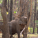 2 wild Asian elephants navigating through a dense forest surrounded by tall trees and lush foliage.