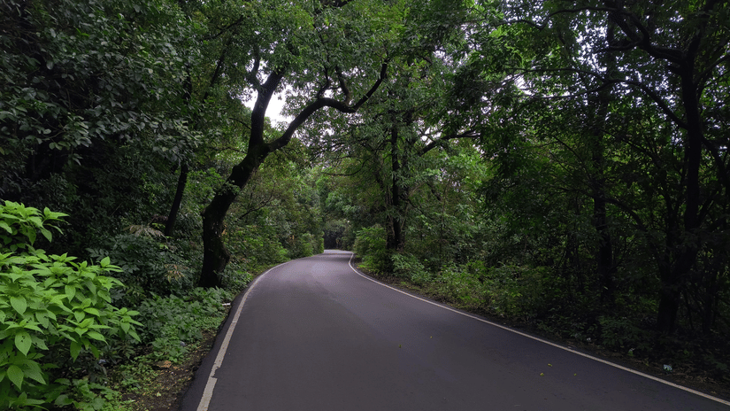 A winding road passes through a dense green forest.