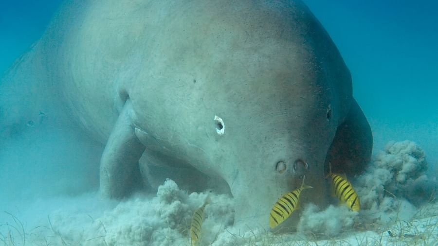 Dugong in Andaman Sea Photo by Karin Brussaard