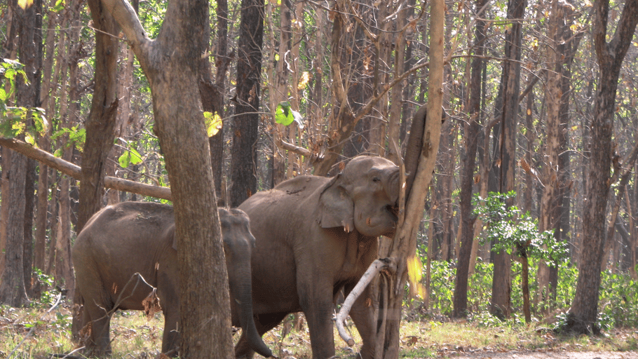 2 wild Asian elephants navigating through a dense forest surrounded by tall trees and lush foliage.
