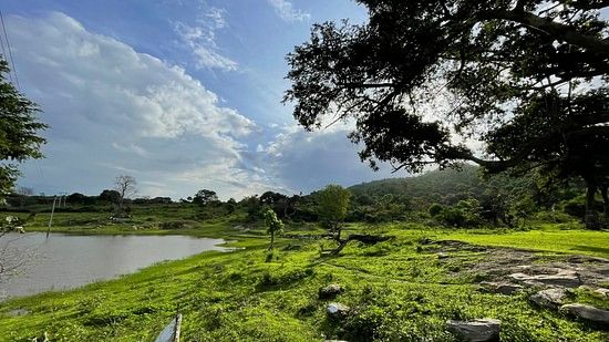 a forest with lush greenery and views of a lake during daytime