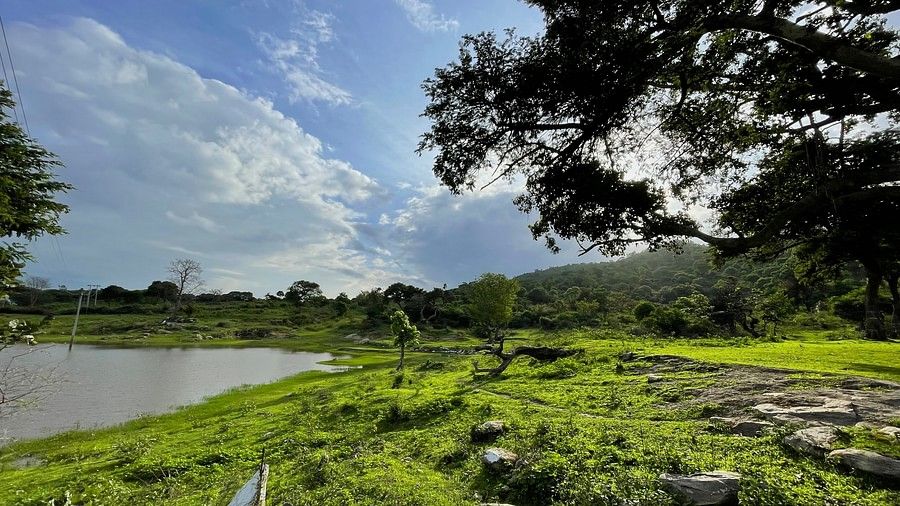 a forest with lush greenery and views of a lake during daytime