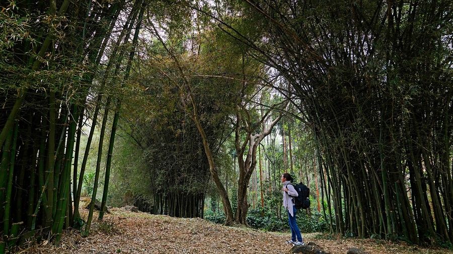 a person on a hike through a forest