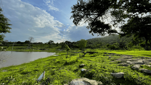 An overview of a lake in Bandipur, one of the best romantic getaways near Bangalore, with greenery all around and forest cover in the background.