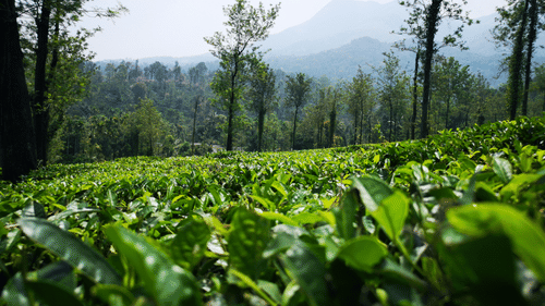 A lush tea plantation with tall trees and mist-covered mountains in the background.
