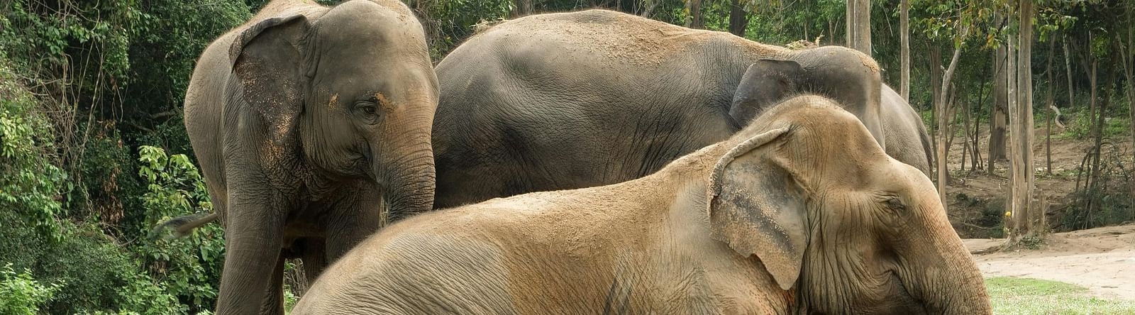 Photo of elephants sitting on the ground in a forest. 