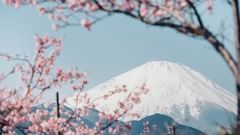 Cherry blossom tree in Shillong