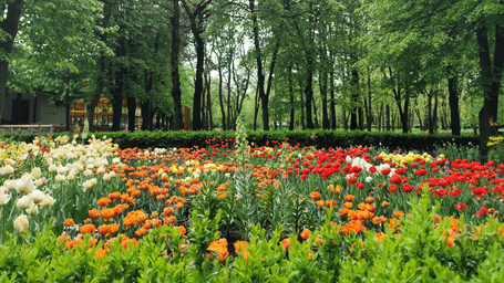 Flowerbeds in a park against the backdrop of tall trees.