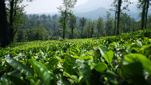A lush tea plantation with tall trees and mist-covered mountains in the background.
