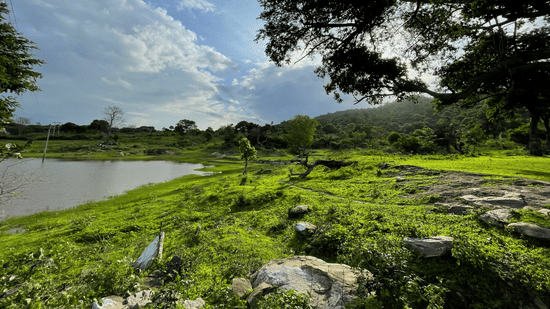 An overview of a lake in Bandipur, one of the best romantic getaways near Bangalore, with greenery all around and forest cover in the background.