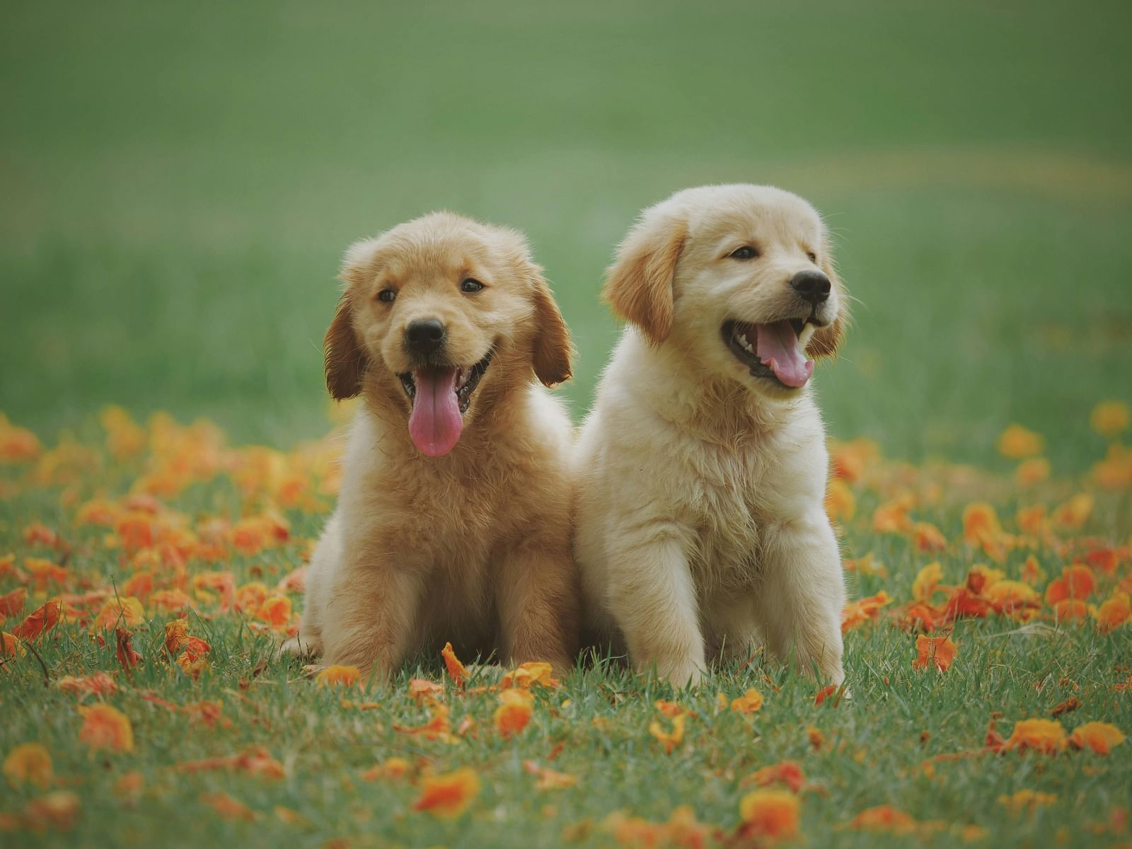 Two puppies sitting beside each other on the grass