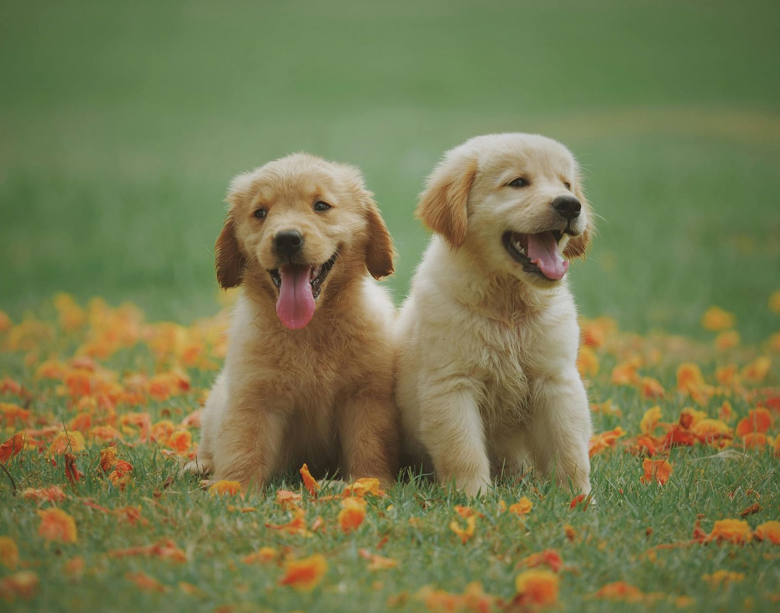 Two puppies sit side-by-side in a field with a lawn background.