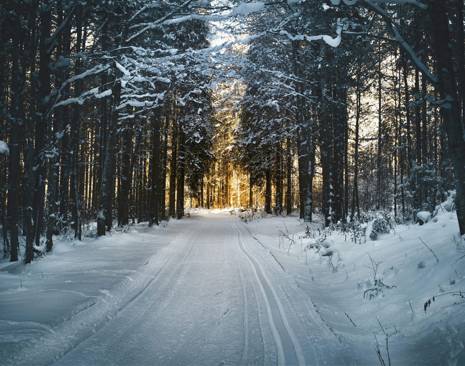 A snow-covered path running through tall trees with light at the end.