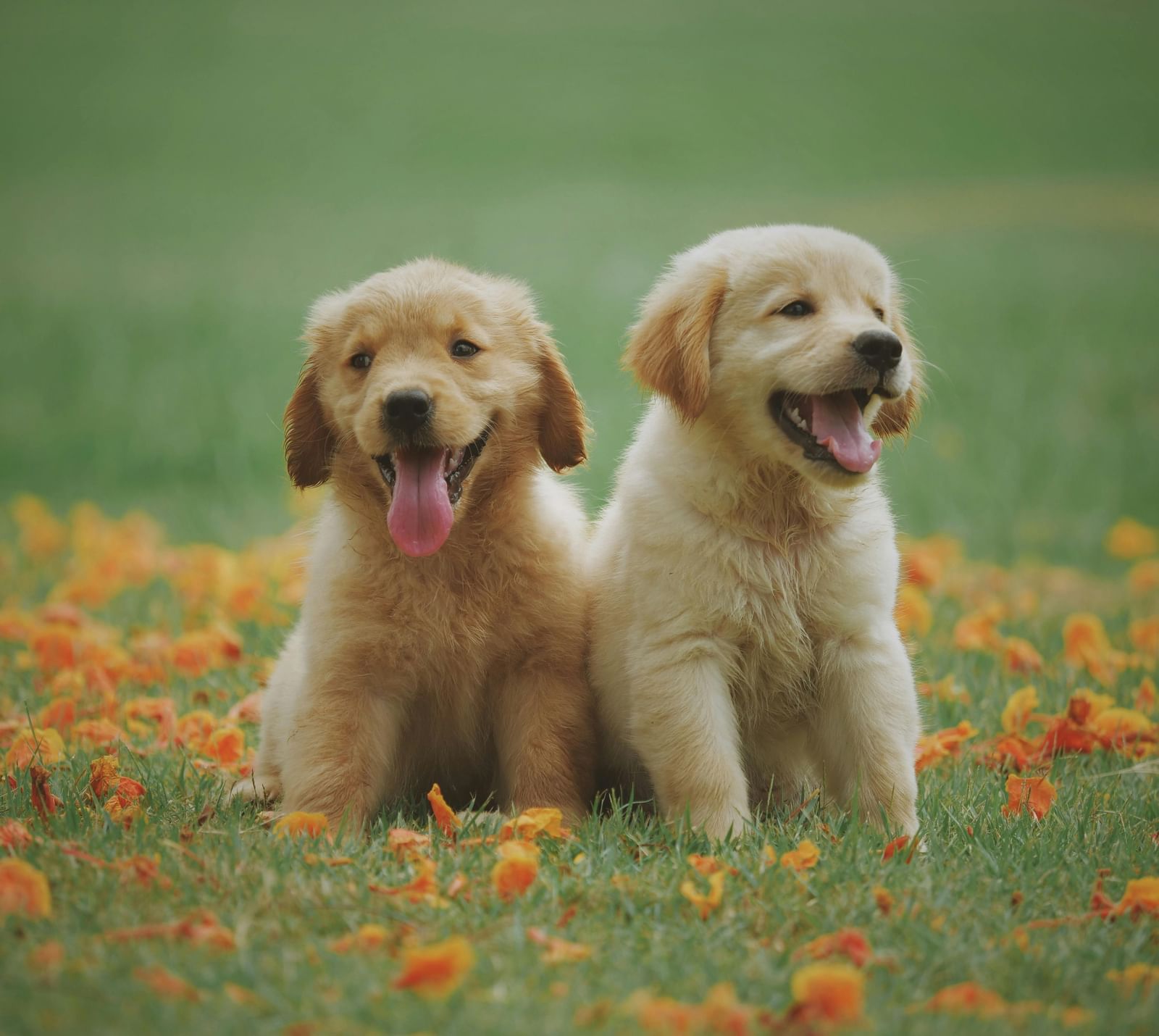 Two golden retriever puppies are sitting on a grassy lawn with flowers scattered across it.