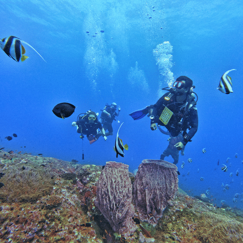 Scuba divers exploring a vibrant coral reef underwater, surrounded by tropical fish and clear blue ocean water.