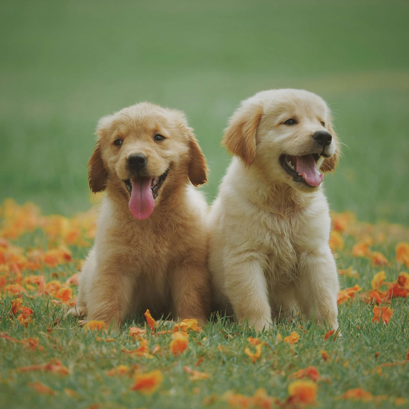 Two puppies sitting beside each other on the grass