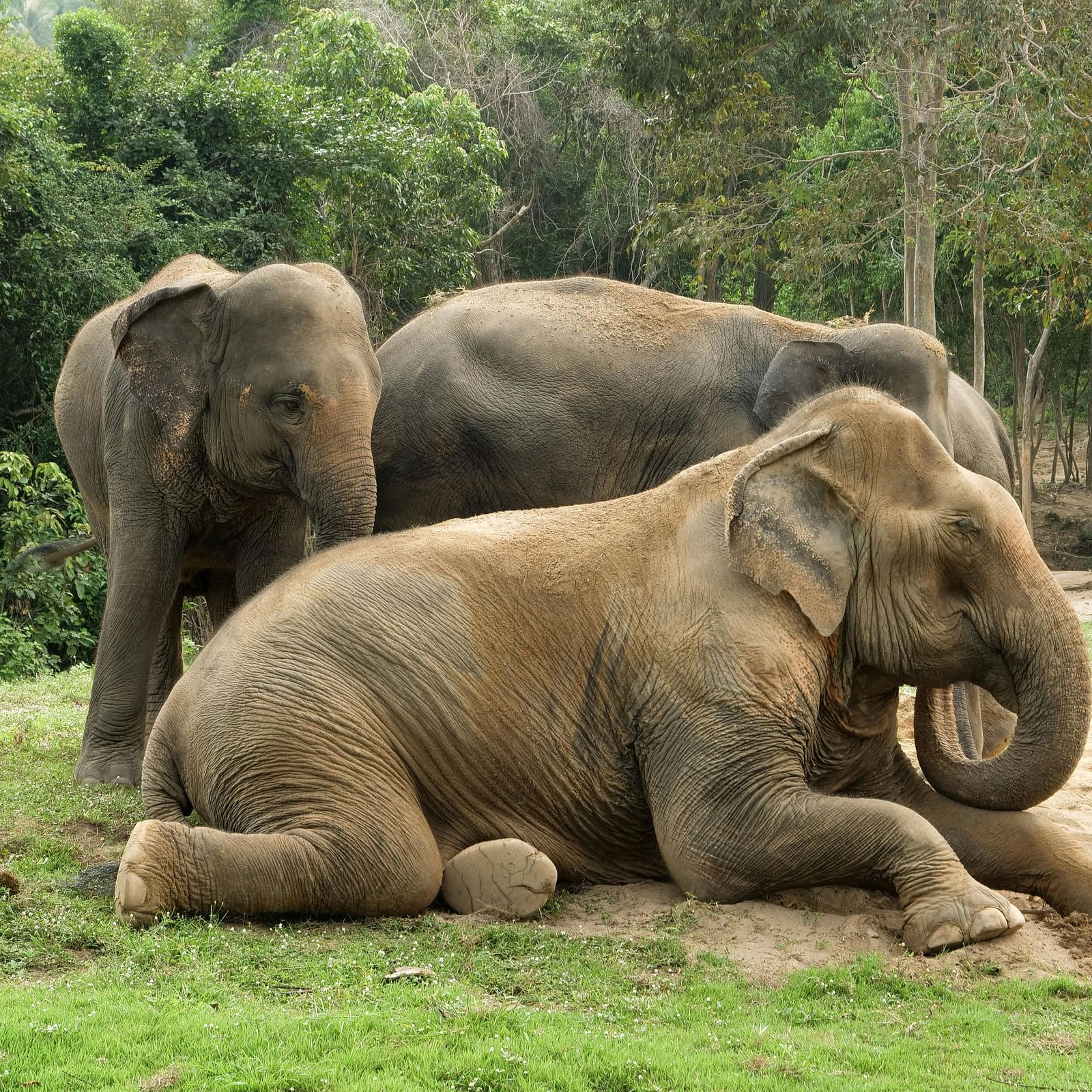 Photo of elephants sitting on the ground in a forest. 
