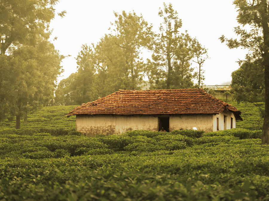 A traditional tile-roofed cottage situated in the middle of a lush green tea plantation.