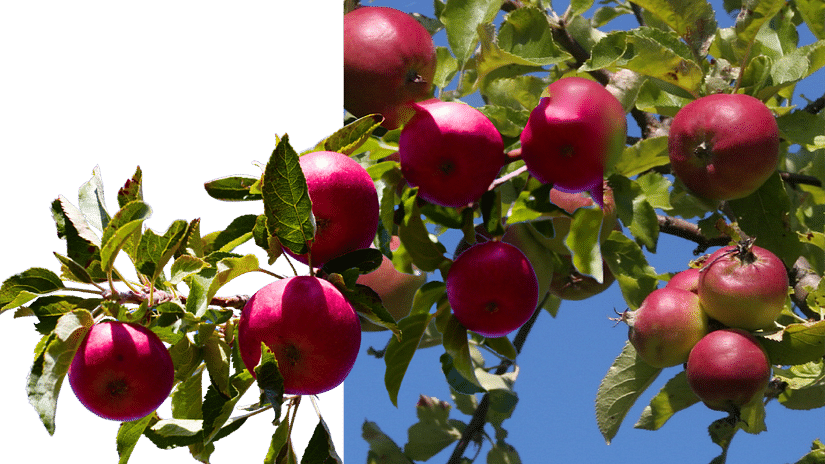 Apple orchards